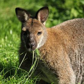 Känguru in der Tierwelt Herberstein in der Gemeinde Stubenberg am See