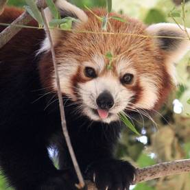 Roter Panda in der Tierwelt Herberstein in der Gemeinde Stubenberg am See