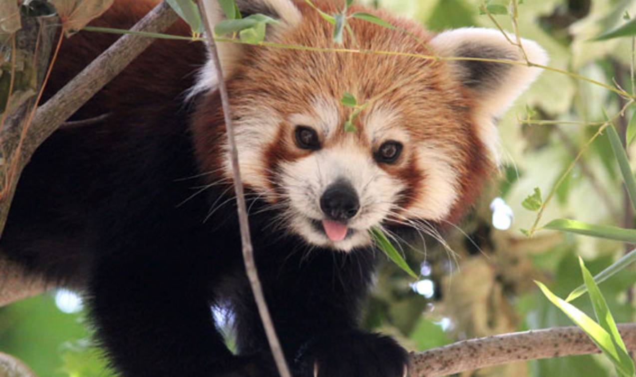 Roter Panda in der Tierwelt Herberstein