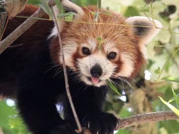 Roter Panda in der Tierwelt Herberstein